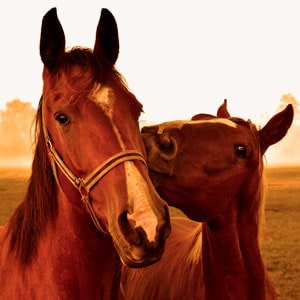 Docano - Gesundheit für Pferde